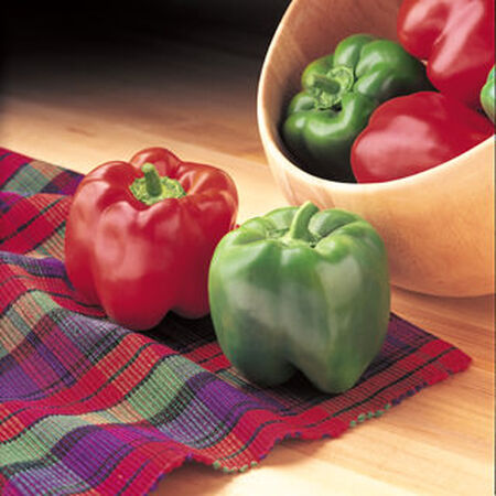 Crusader, Pepper Seeds - Packet image number null